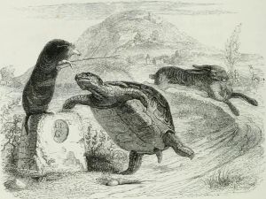 THE HARE AND THE TORTOISE. Fable by Jean de La Fontaine. Illustration by Grandville