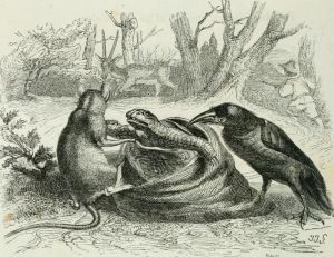 THE CROW, THE GAZELLE, THE TORTOISE, AND THE RAT. Fable by Jean de La Fontaine. Illustration by Grandville